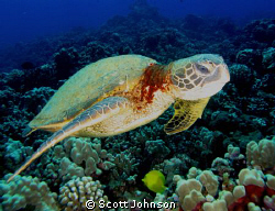 I took this pic in Maui with a G-9 by Scott Johnson 